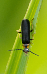 Rhagonycha recta