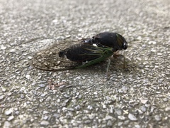 Neotibicen tibicen