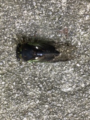 Neotibicen tibicen