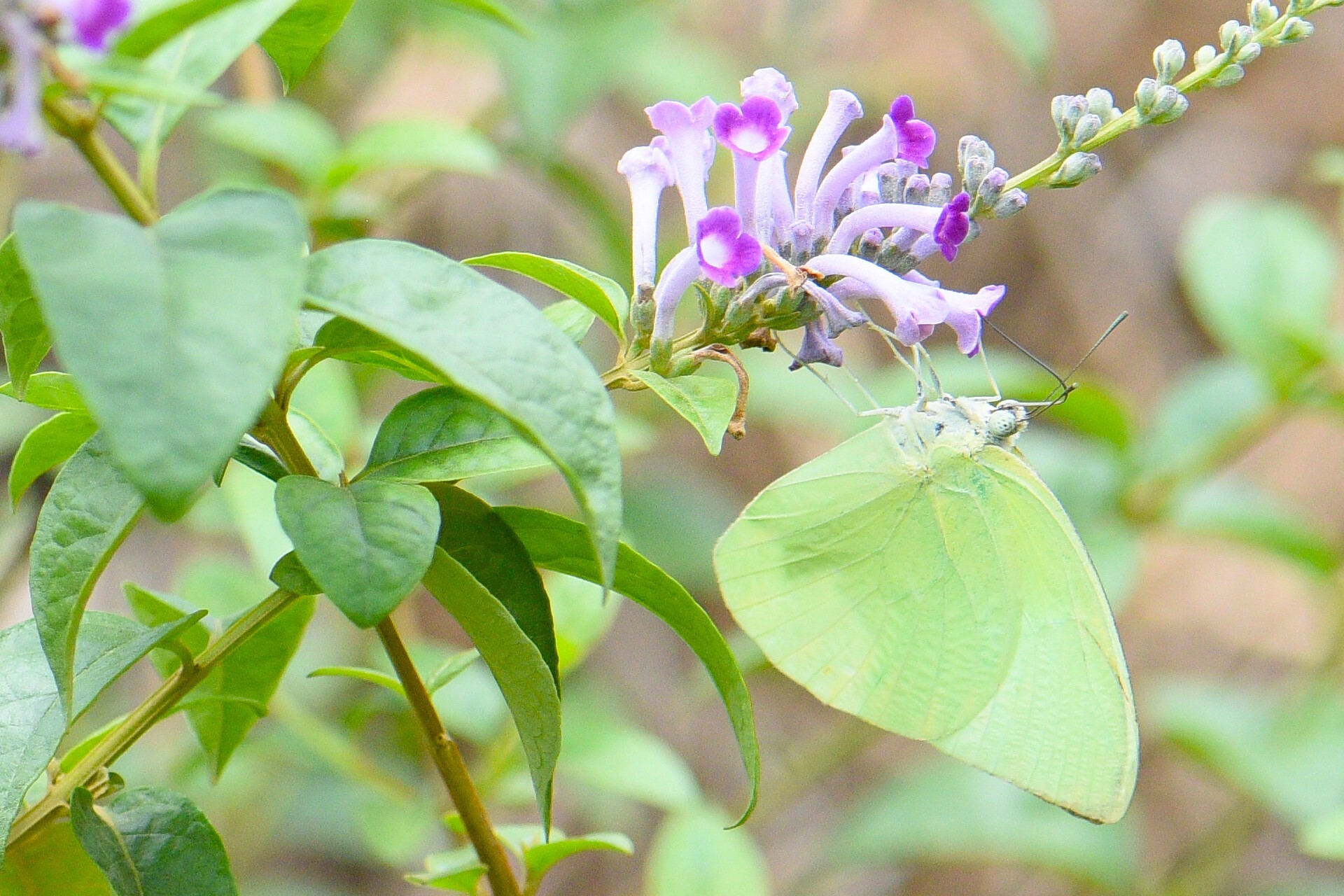 Lemon Emigrant