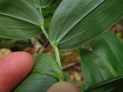 Uvularia puberula