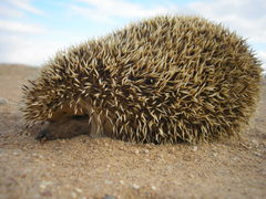 Hemiechinus auritus