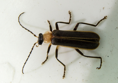 Podabrus flavicollis