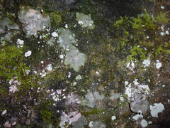 Dermatocarpon muhlenbergii