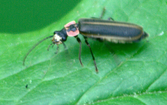 Podabrus brevicollis