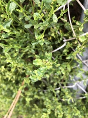 Aceria baccharipha