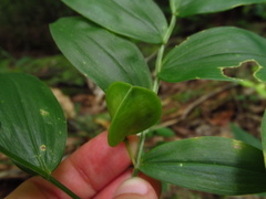 Uvularia puberula