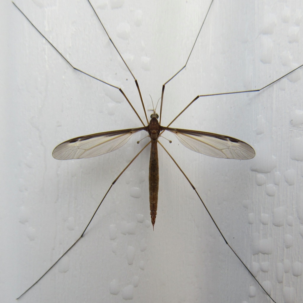 Large Crane Flies (Common Sydney Invertebrate Groups) · iNaturalist