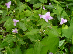 Tradescantia peninsularis