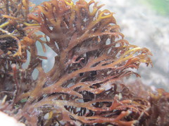 Trematocarpus dichotomus