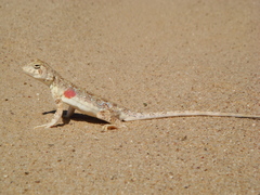 Phrynocephalus versicolor