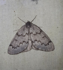 Nepytia pellucidaria