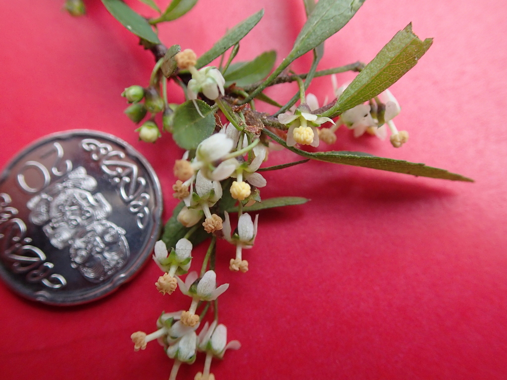 Lowland × saltmarsh ribbonwood hybrid
