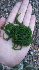 Draparnaldioides
