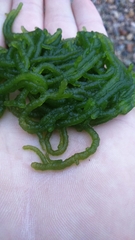 Draparnaldioides