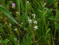 Blackpod (Calepina)