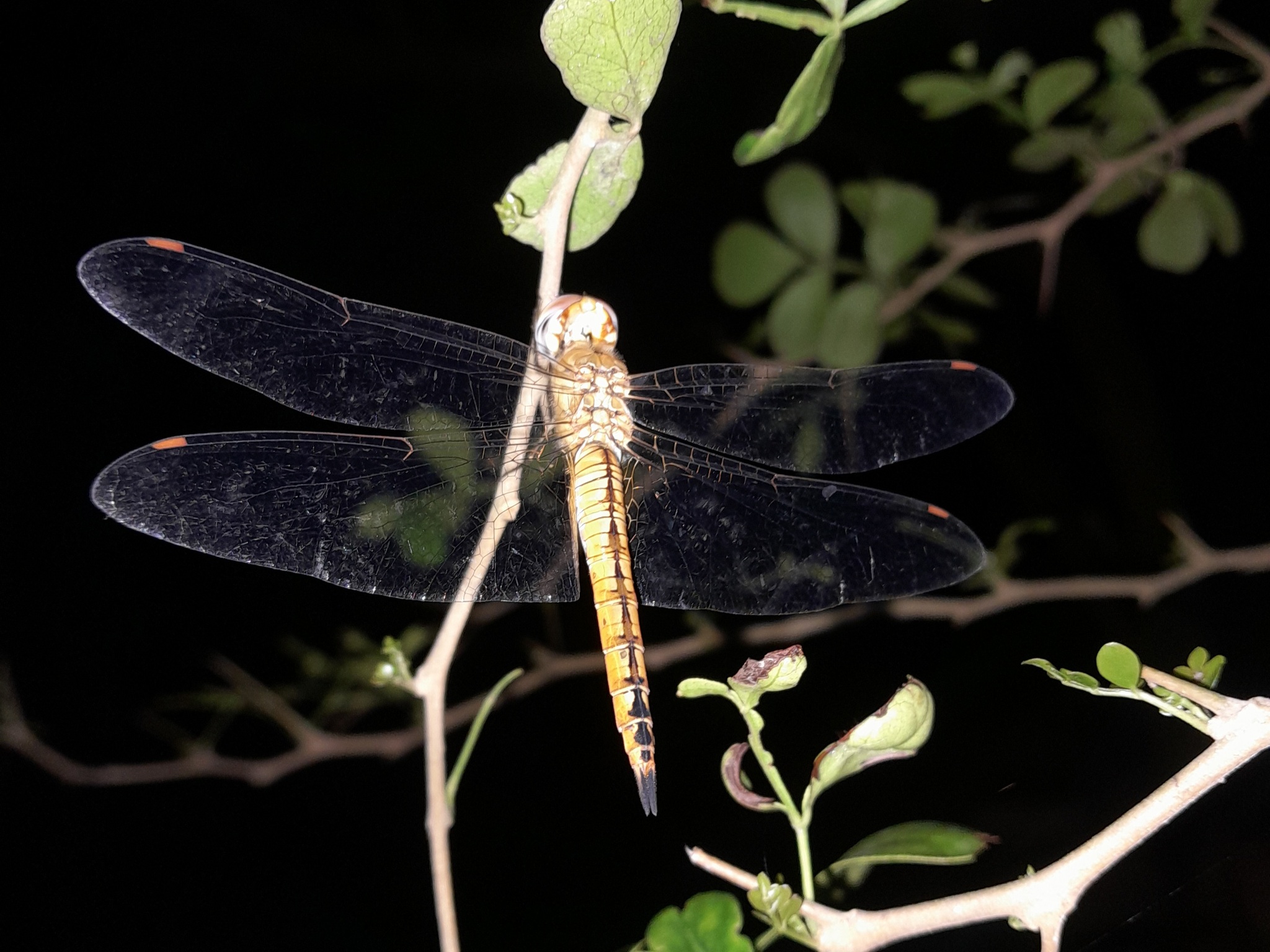 Globe Skimmer