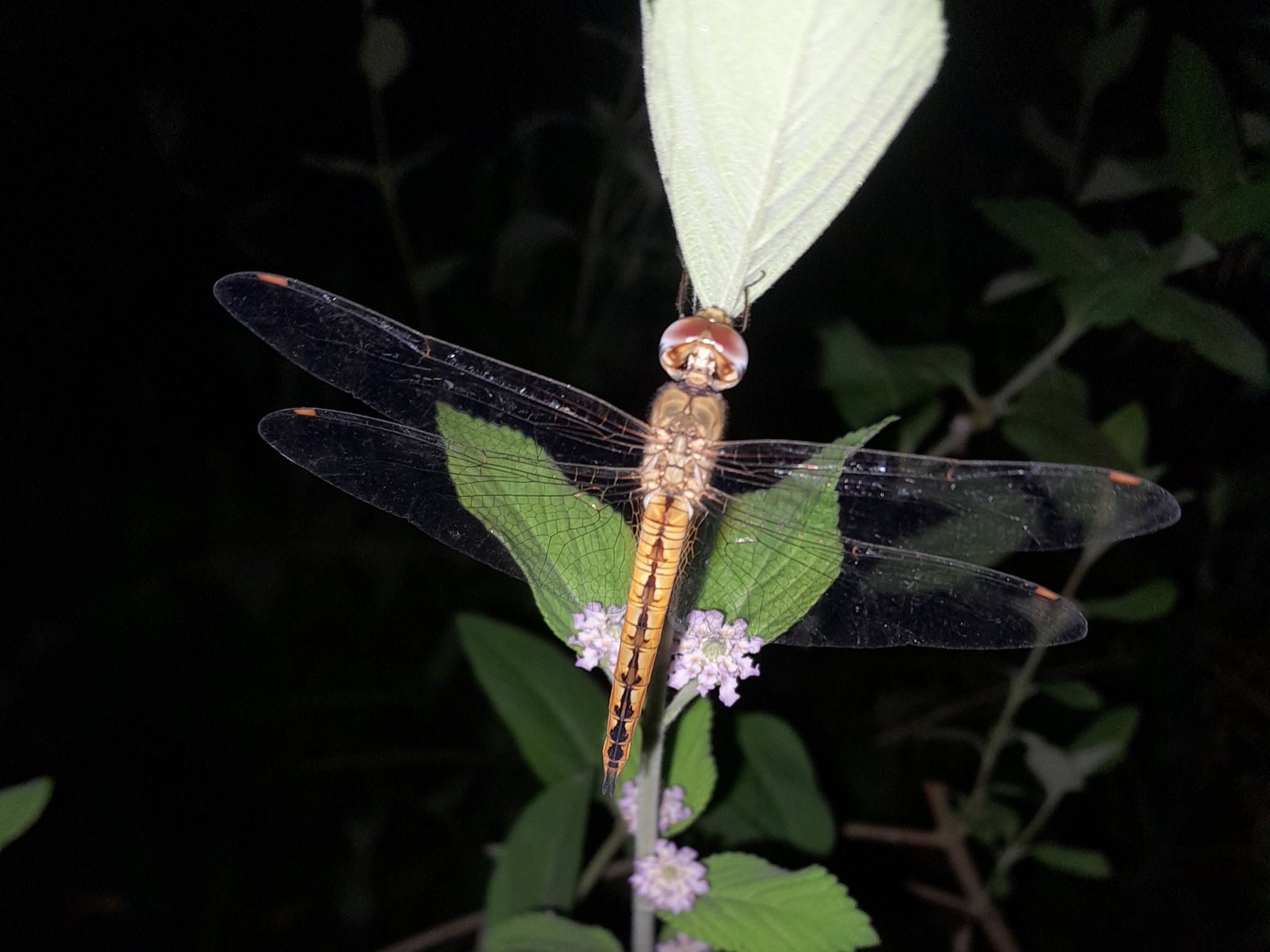 Globe Skimmer