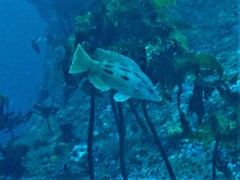 Bodianus unimaculatus