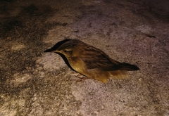 Helopsaltes certhiola