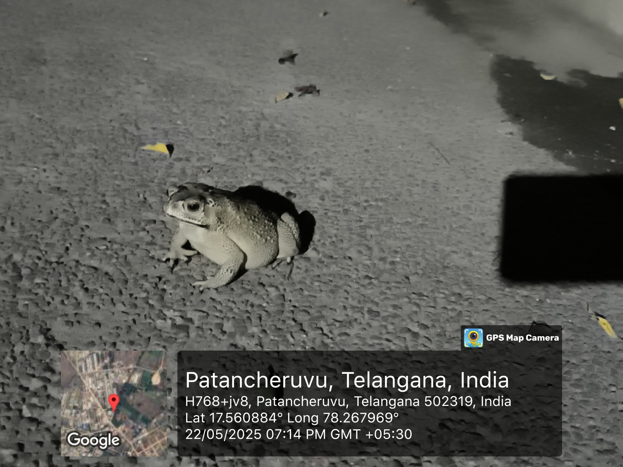 Indian Common True Toad