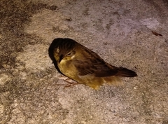 Helopsaltes certhiola