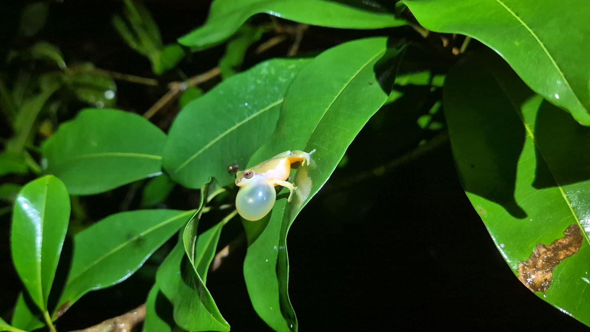 Variable Coloured Bush Frog