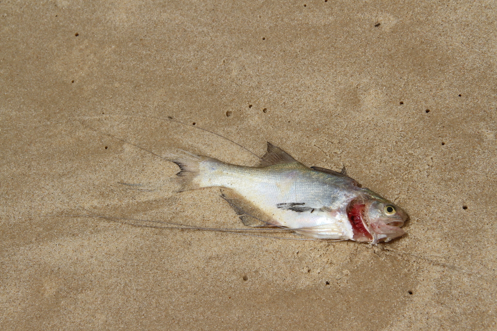 Royal threadfin (Pentanemus quinquarius) — Polynemidae