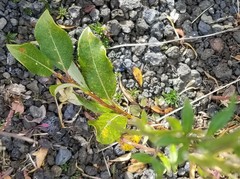 Salix hastata