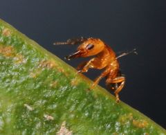 Otitesella