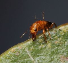 Otitesella