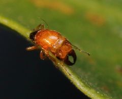 Otitesella
