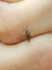 Aedes atlanticus