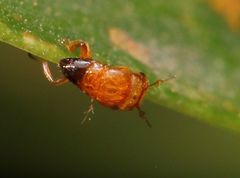 Otitesella