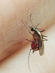 Aedes atlanticus