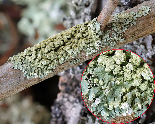 Green Starburst Lichen