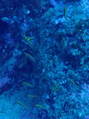 Forsterygion maryannae
