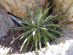 Agave × leopoldii
