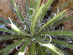 Agave × leopoldii