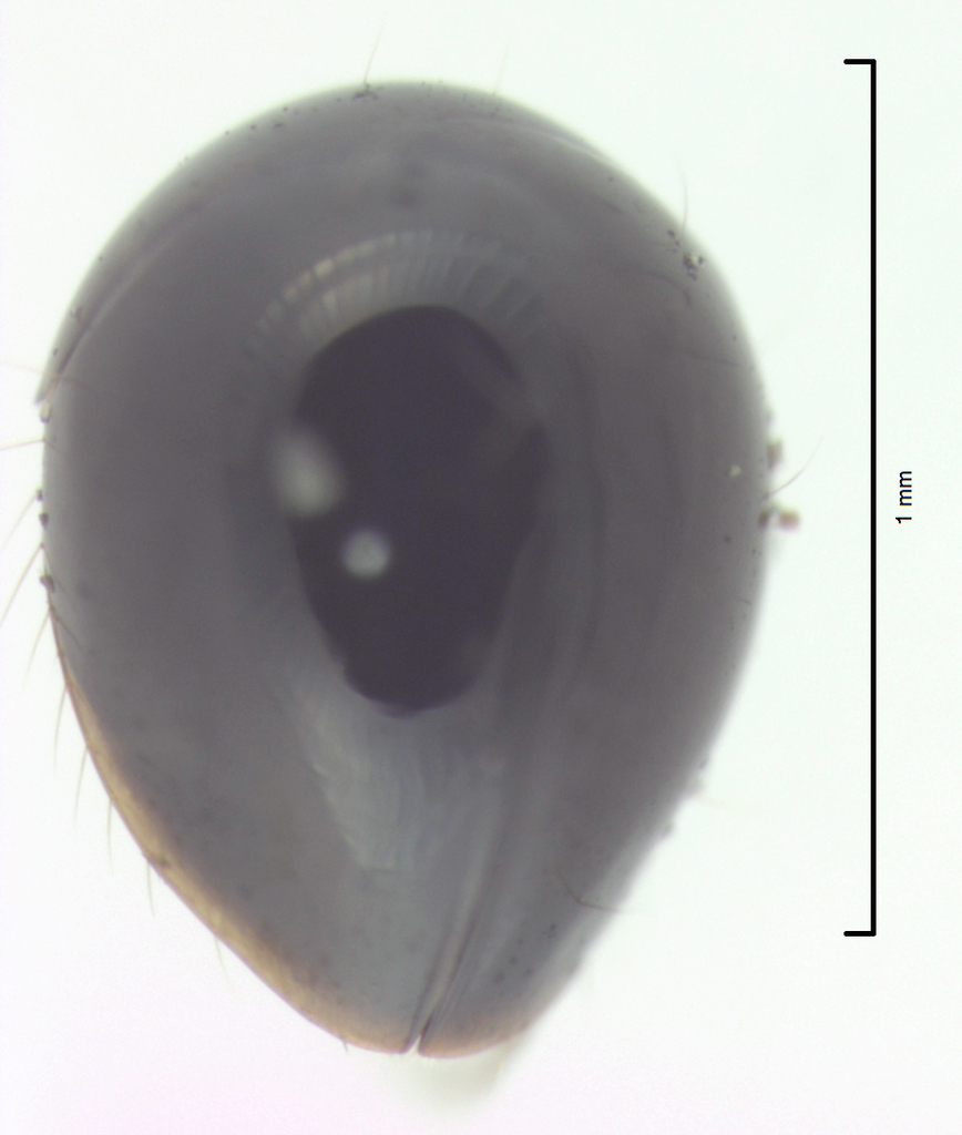 Sphaerothorax