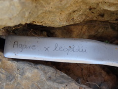 Agave × leopoldii