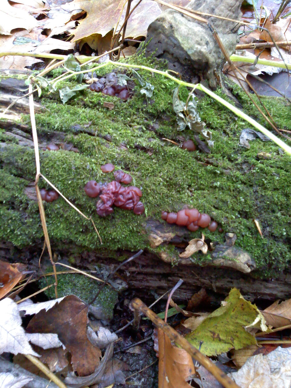 Ascocoryne sarcoides image