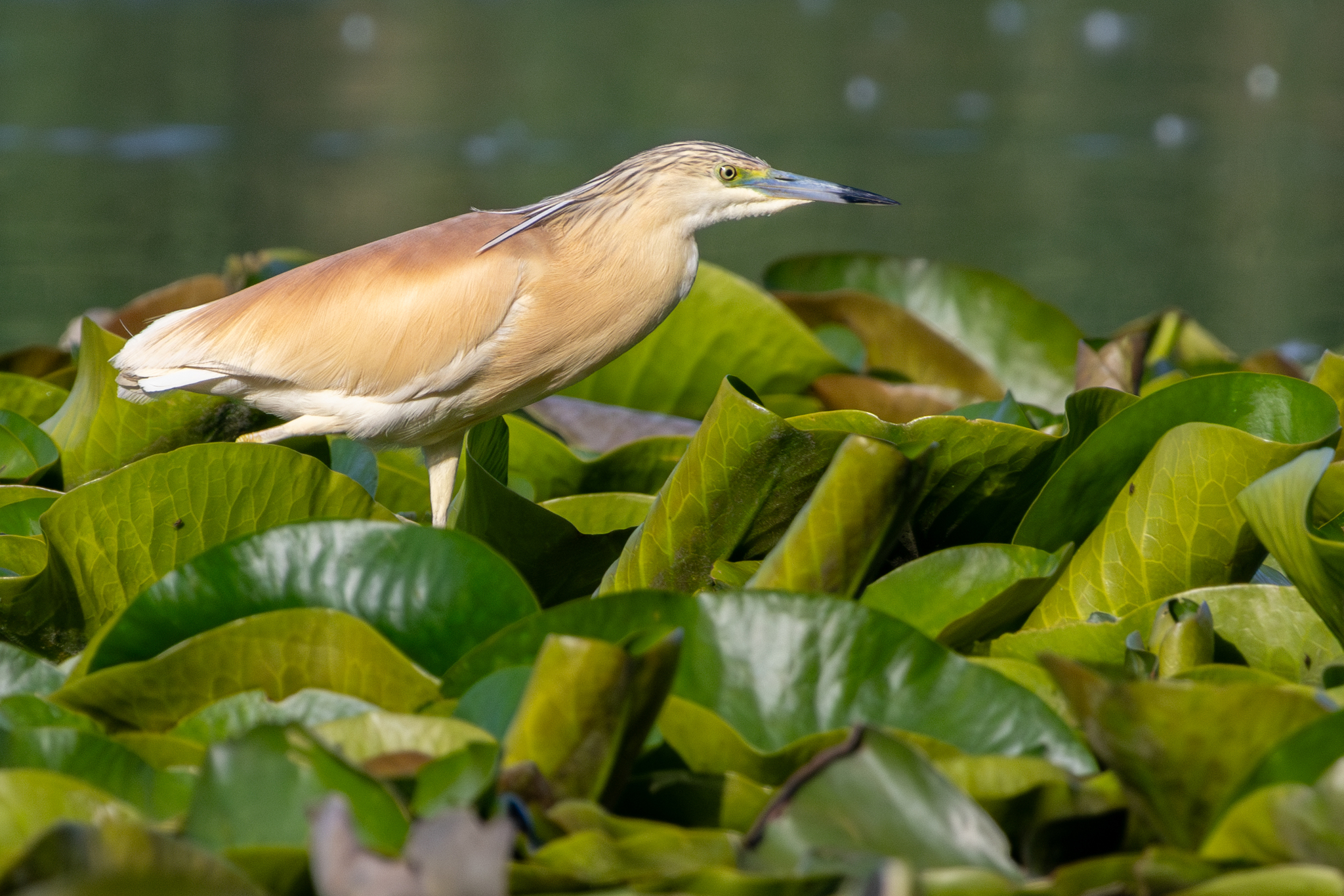 Squacco Heron (Ardeola ralloides)