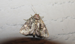 Phosphila miselioides