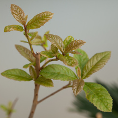 Clethra pringlei