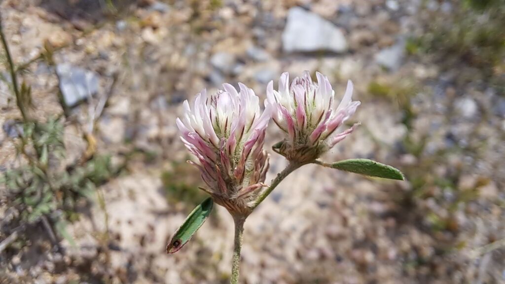 Trifolium trichopterum