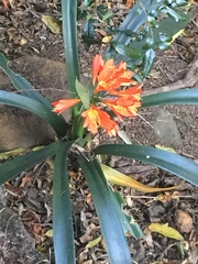 Clivia miniata
