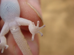 Pachydactylus punctatus