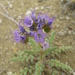 North Park Phacelia - Photo (c) npcoloradomm, some rights reserved (CC BY-NC), uploaded by npcoloradomm