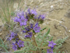 Phacelia formosula